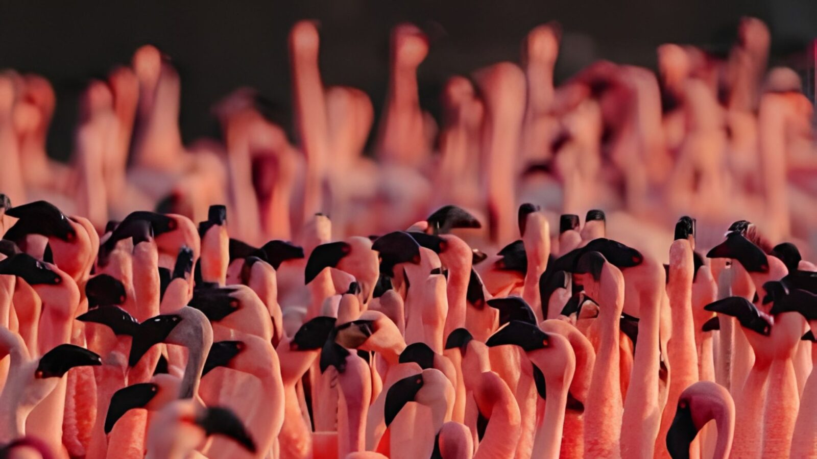 Pink Paradise: Your Ultimate Guide to Flamingo Watching Navi Mumbai